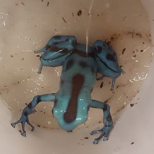 Green-and-black poison dart frog - Dendrobates auratus