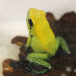 Black-legged poison frog - Phyllobates bicolor