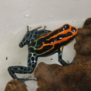 Reticulated poison frog - Ranitomeya ventrimaculata