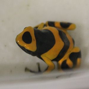 Dendrobates leucomelas