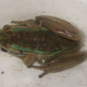 Litoria aurea