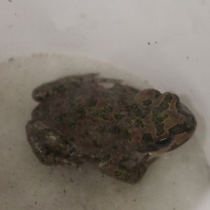 Pseudepidalea - Bufo - pewzowi