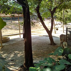 Large exhibit for zebra,eland and wildebeest