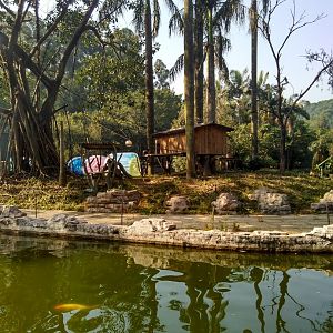 Black capped capuchin exhibit