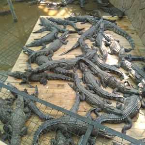 Lots of Siamese crocodile