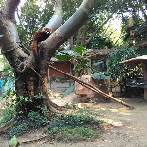 Red panda