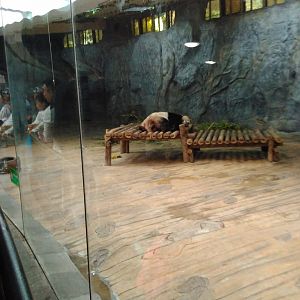 Panda indoor exhibit