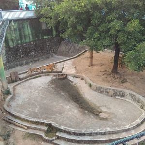 Tiger exhibit