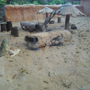 Fennec fox exhibit