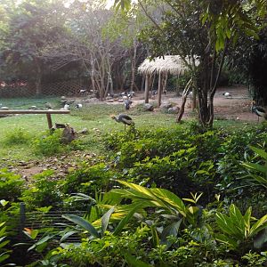 African grey crowned crane