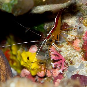 Humpback Cleaner Shrimp