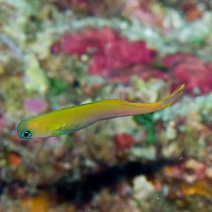 Midas Combtooth Blenny