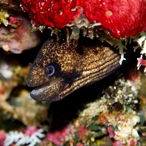 Masked Moray