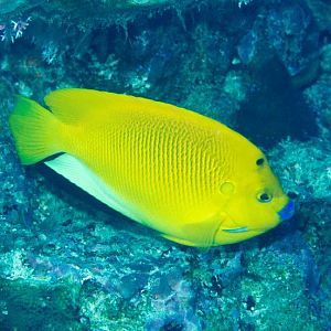 Threespot Angelfish