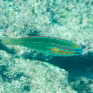 Three-lined Wrasse