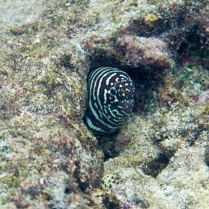 Zebra Moray