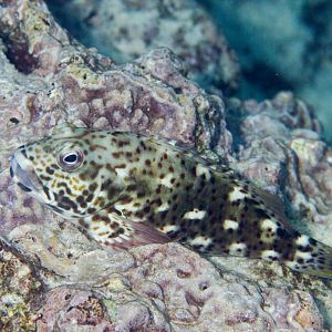 White-spotted Hawkfish
