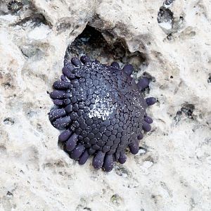 Shingle Urchin