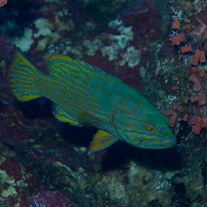 Harlequin Rockcod