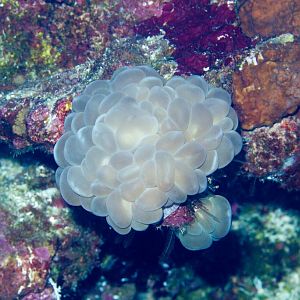 Bubble Coral