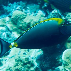 Elegant Unicornfish