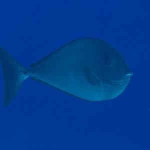 Sleek Unicornfish