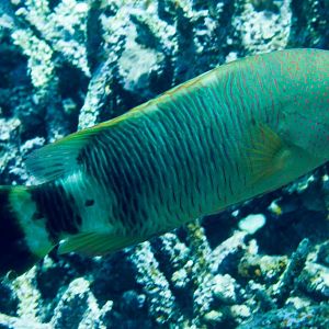 Tripletail Wrasse