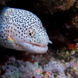Peppered Moray (juvenile)