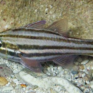 Reef-flat Cardinalfish