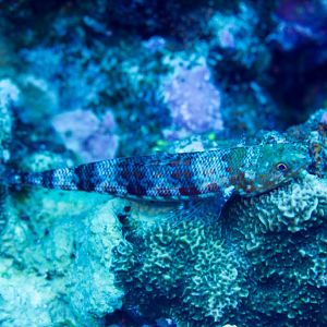 Variegated Lizardfish