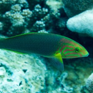Sunset Wrasse
