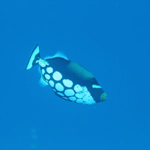 Clown Triggerfish