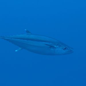 Dogtooth Tuna