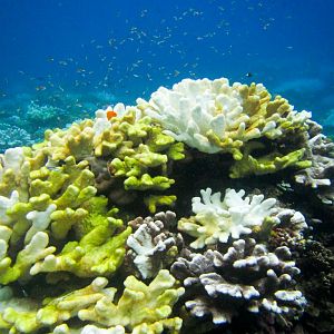Bleached Corals