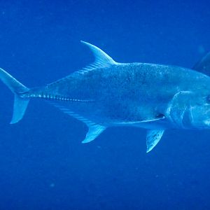 Giant Trevally