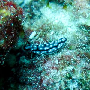 Phyllidiella Nudibranch