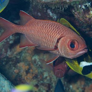 Bigscale Soldierfish