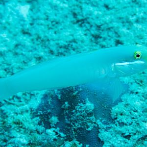 Blue-cheeked Goby