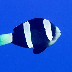 Clark's Anemonefish
