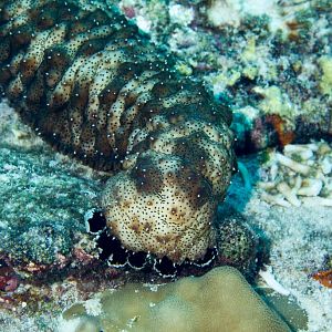 Black-spotted Sea Cucumber