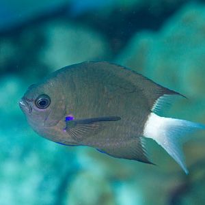 Dusky Chromis