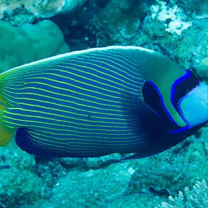 Emperor Angelfish