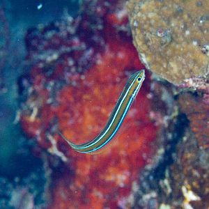 Blue-striped Fang Blenny