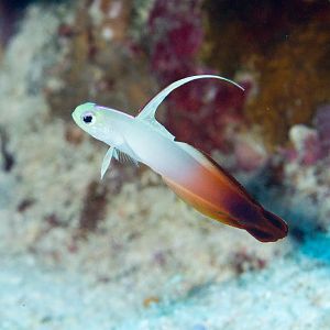 Red Firegoby