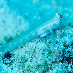 Shoulderbar Goby