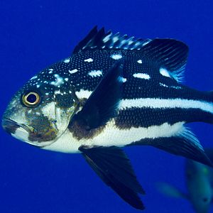 Midnight Snapper, juvenile