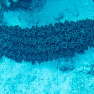 Pineapple Sea Cucumber