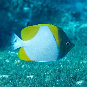 Pyramid Butterflyfish