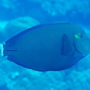 Ringtail Surgeonfish