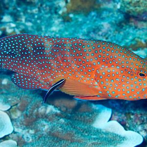 Coral Rockcod